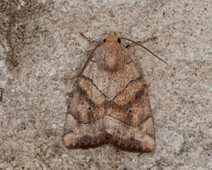 Dunbar Moth