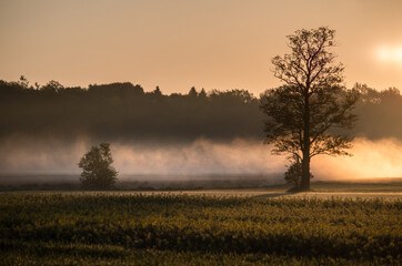 Fototapeta na wymiar morning mist over the field