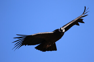 The Flight of the Condor View from Canyon De Colca