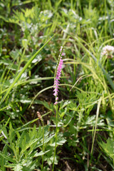 Spiranthes sinensis - It is called "Nejibana" in Japan.
