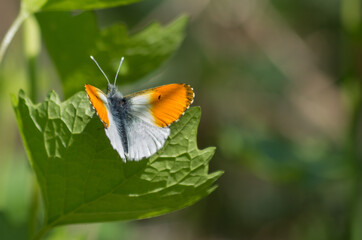 butterfly on a flower