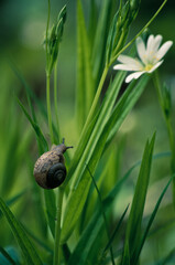 snail on a leaf