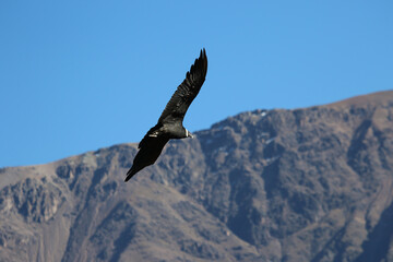 The Flight of the Condor View from Canyon De Colca