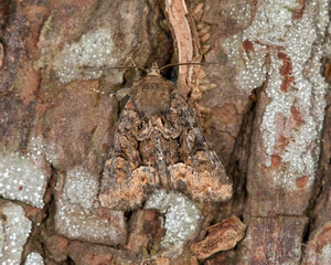 Middle Barred Minor Moth on a tree trunk