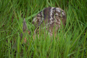 young deer on the grass