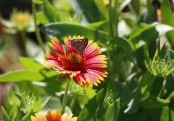 Orange and yellow gaillardia flower with a butterfly sucking nectar