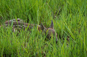 young deer on the grass
