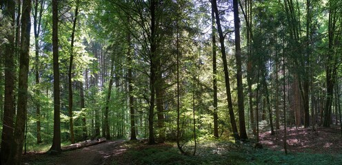 Schöner deutscher Wald