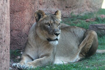 Adult lion sitting in the grass beside a concrete wall in the zoo