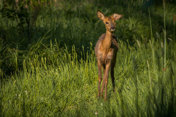 deer in the woods