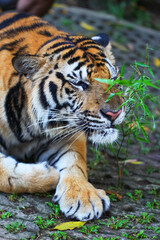 Sumatran tiger laying