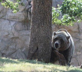 Brown grizzly bear hiding behind a tree