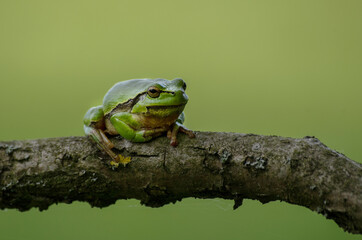 frog on a leaf