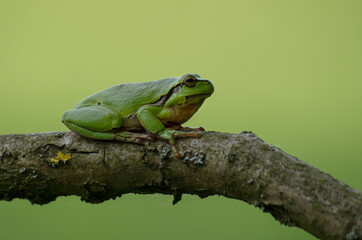 green tree frog