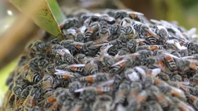 group of honey bee on honeycomb in the garden