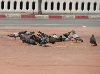 A flock of pigeons eating in the middle of the street
