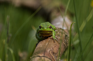 frog on the grass