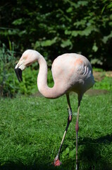 Beautiful Greater flamingos in the zoo