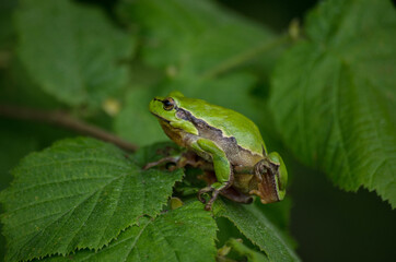 green tree frog