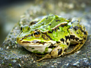 Frosch auf einem Stein
