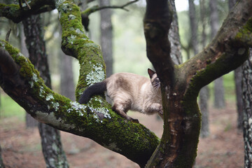 Cat playing on fig tree in the forest with green moss.