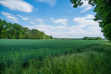large green meadow surrounded by trees and cloudy blue sky