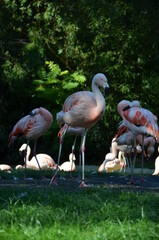 Beautiful Greater flamingos in the zoo