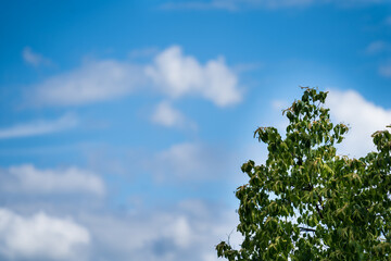 Błękitne niebo z białymi chmurami i drzewami