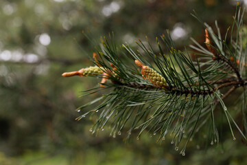 Pine branch with young shoots.