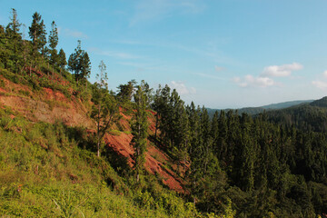 Fototapeta na wymiar pine forest on mountain with blue sky