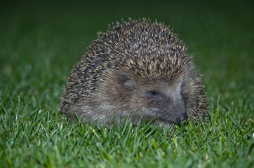 hedgehog in grass
