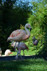 Beautiful Greater flamingos in the zoo