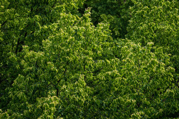 Wiosenne zielone liście na drzewie - obrazy, fototapety, plakaty