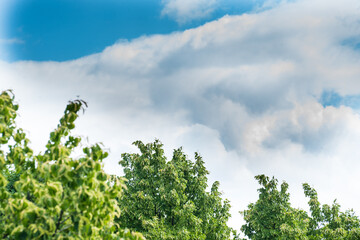 Błękitne niebo z białymi chmurami i drzewami