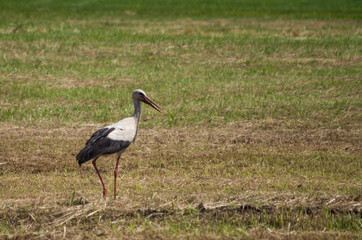 Obraz na płótnie Canvas white stork in the grass