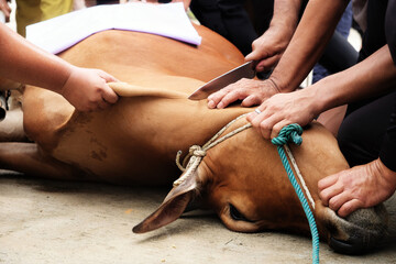 closeup hands of many people, grasping the cow's head and holding a knife to prepare the slaughter...