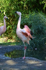 Beautiful Greater flamingos in the zoo