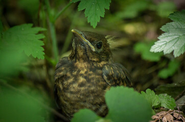 small bird on the ground