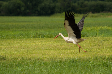 white stork in the grass