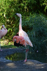 Beautiful Greater flamingos in the zoo