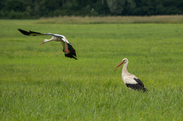 white stork in the grass