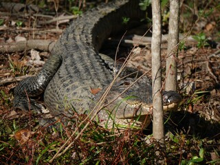 Alligator in the swamps.A big adult alligator resting on the dry part of the swamp, with its snout in between two small trees.