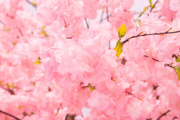 Plastic simulation Flowers blossom beautiful wild himalayan cherry blossoms, Sakura in Thailand.