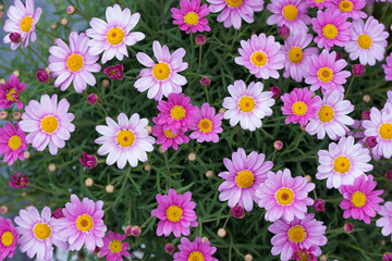 Pink summer daisy flowers