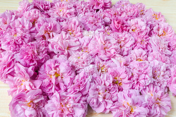 pink tea roses on table