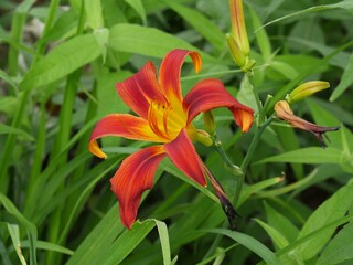 Obraz premium Single orange flower blooming amidst green shrubs
