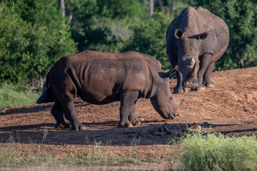 Naklejka premium The white rhino (Ceratotherium simum) this rhino species is the second largest land mammal. It is 3.7-4 m in length