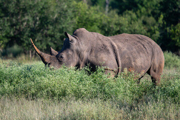 The white rhino (Ceratotherium simum) this rhino species is the second largest land mammal. It is 3.7-4 m in length