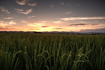 絶景の田園風景 夕日 田んぼ ear of rice 実りの秋 稲穂 収穫 会津 福島 喜多方