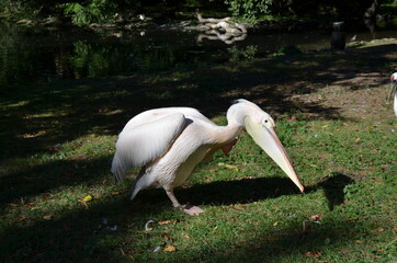 White Pelican - Pelecanus onocrotalus in Frankfurt zoo